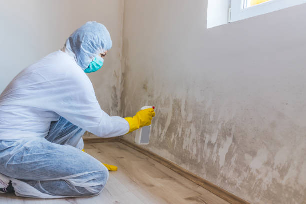 Licensed Mold Cleanup service in Zieglerville, PA - WQB Mold Removal