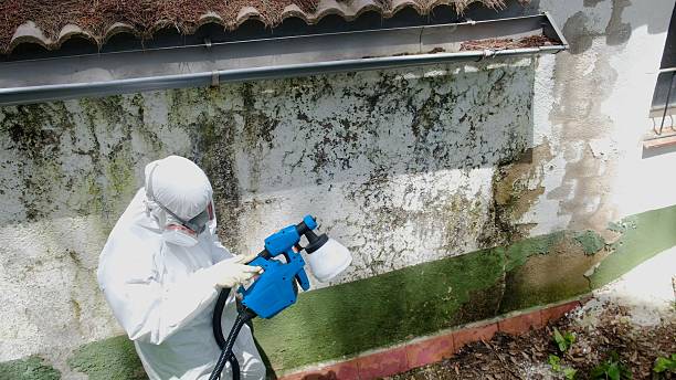 Top rated local Mold Cleanup specialists in Zieglerville, PA